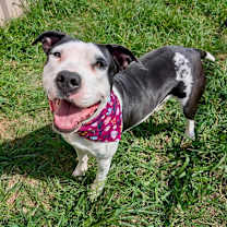 Thumbnail photo of Perdita #2