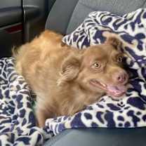 Thumbnail photo of Rex #3