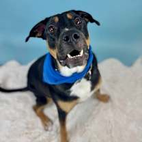 adopt-pet
