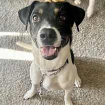 adopt-pet