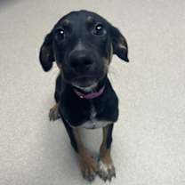 Thumbnail photo of Diana #1