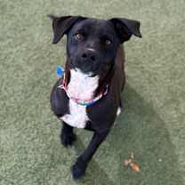 adopt-pet