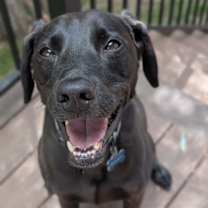 Thumbnail photo of Bucky #1