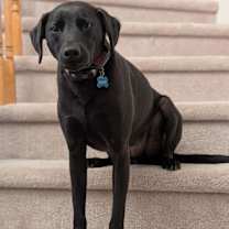 Thumbnail photo of Bucky #2