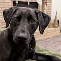 Thumbnail photo of Bucky #3