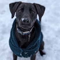 Thumbnail photo of Bucky #4