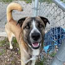 adopt-pet