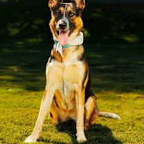 adopt-pet