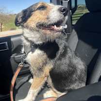 adopt-pet