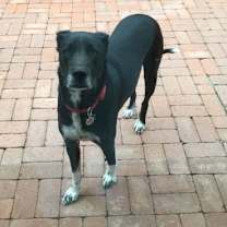 adopt-pet