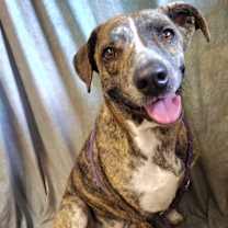 Thumbnail photo of Kuzco #2