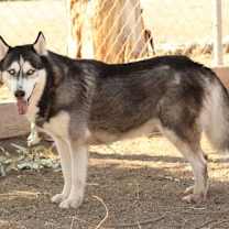 Thumbnail photo of Ashley #2