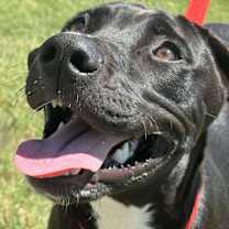 Thumbnail photo of Jack #1