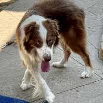 Thumbnail photo of Kash #4