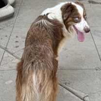 Thumbnail photo of Kash #4