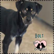 adopt-pet