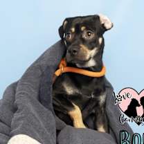 Thumbnail photo of Bolt #2