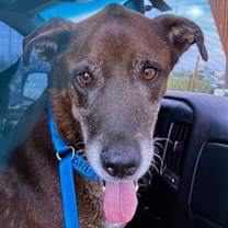 adopt-pet