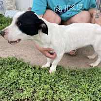 Thumbnail photo of Trixie #3