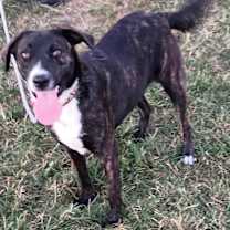 Thumbnail photo of Nova #4