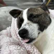 Thumbnail photo of GeeGee #4