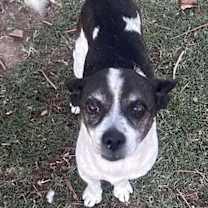 adopt-pet