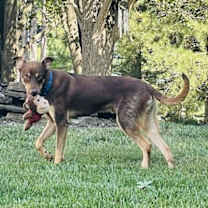 Thumbnail photo of Dillon #2