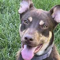 Thumbnail photo of Dillon #4