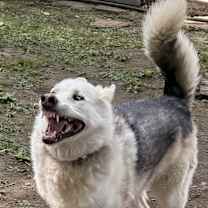 Thumbnail photo of Ziggy #4