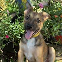 Thumbnail photo of Freddy #1