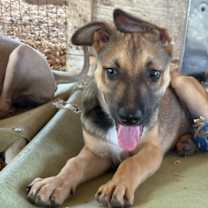 Thumbnail photo of Freddy #3