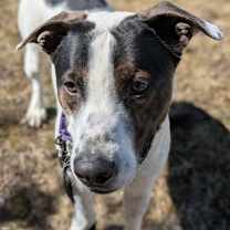 Thumbnail photo of Gretzky #1