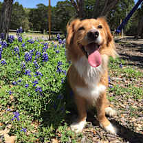 Thumbnail photo of Cheeto #3