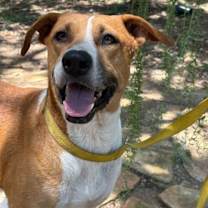 Thumbnail photo of Stella #1