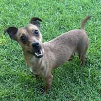 adopt-pet