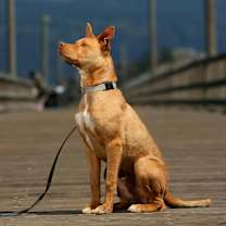 Thumbnail photo of Vinnie #1