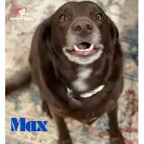 Thumbnail photo of Max (Courtesy Post) #3