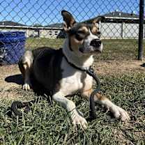 Thumbnail photo of Lucy #2