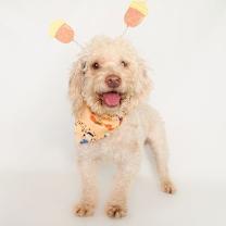 adopt-pet