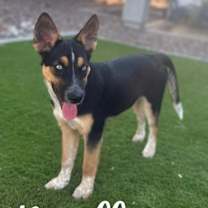 adopt-pet