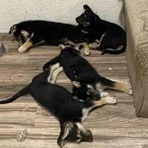 Thumbnail photo of Joker #2