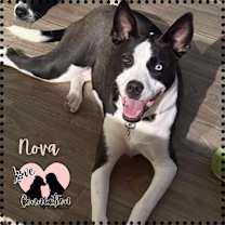 adopt-pet