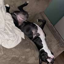 Thumbnail photo of Tippy #1