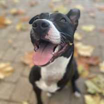 Thumbnail photo of Tippy #2