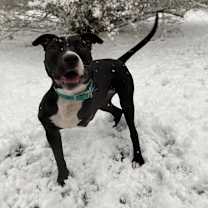 Thumbnail photo of Tippy #4