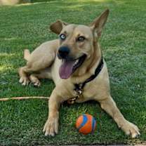 Thumbnail photo of Piper #2