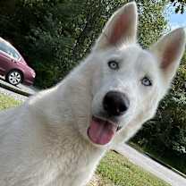 Thumbnail photo of Stella #1