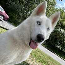 Thumbnail photo of Stella #2