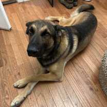 Thumbnail photo of Arsenal #1