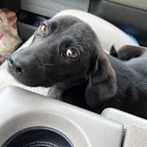 Thumbnail photo of Macie #2